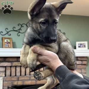 Sage, German Shepherd Puppy